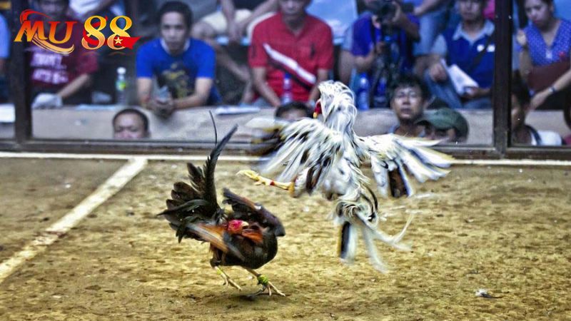 Mu88 hợp tác với nhiều thương hiệu lớn