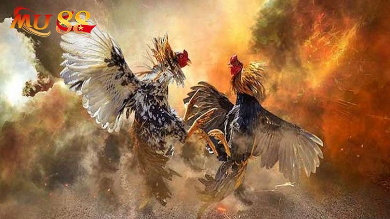 Thế giới đá gà Mu88 đa dạng