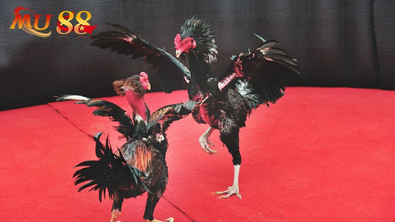 Cung cấp nhiều hình thức đá gà hot nhất